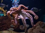 An octopus reportedly attacked a six-year-old boy during an interactive exhibit last month at the San Antonio Aquarium, An octopus reportedly attacked a six-year-old boy during an interactive exhibit last month at the San Antonio Aquarium,