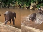 A playful elephant calf's failed jump into a muddy water body went viral. A playful elephant calf's failed jump into a muddy water body went viral.