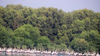 Bird park cleared at flamingo haven in Bhandup, but experts flag ecological concerns Bird park cleared at flamingo haven in Bhandup, but experts flag ecological concerns