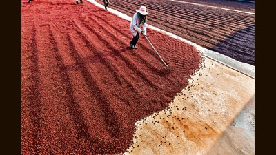 Coffee cherries dry in the sun, post-harvest. (Shutterstock) Coffee cherries dry in the sun, post-harvest. (Shutterstock)