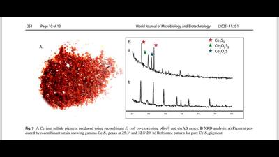 This is the first recombinant microbial method for producing cerium sulfide using genetically-engineered bacteria under low-temperature, non-toxic and scalable conditions. (SOURCED) This is the first recombinant microbial method for producing cerium sulfide using genetically-engineered bacteria under low-temperature, non-toxic and scalable conditions. (SOURCED)