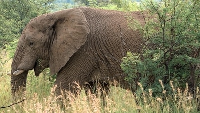 A woman, identified as Sanmet Bai, was trampled to death by an elephant which entered the premises of her house. (Pixabay) A woman, identified as Sanmet Bai, was trampled to death by an elephant which entered the premises of her house. (Pixabay)
