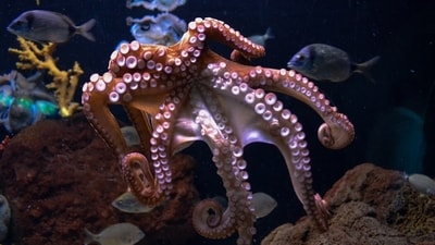 An octopus reportedly attacked a six-year-old boy during an interactive exhibit last month at the San Antonio Aquarium, (Representative image/Unsplash) An octopus reportedly attacked a six-year-old boy during an interactive exhibit last month at the San Antonio Aquarium, (Representative image/Unsplash)