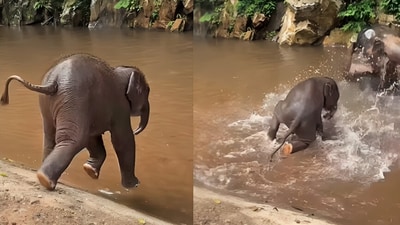 A playful elephant calf's failed jump into a muddy water body went viral. (Instagram/tuskershelter) A playful elephant calf's failed jump into a muddy water body went viral. (Instagram/tuskershelter)