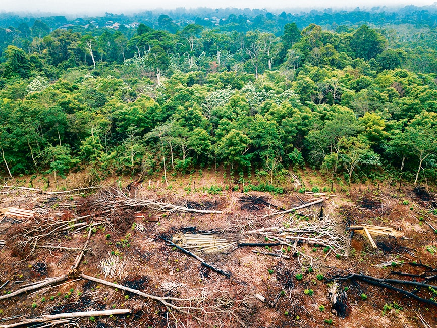 In rainforests such as the Amazon, unfathomable swathes have been levelled to make room for the lucrative plantations. (Shutterstock) In rainforests such as the Amazon, unfathomable swathes have been levelled to make room for the lucrative plantations. (Shutterstock)