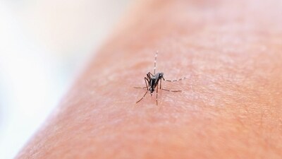 This decline in dengue cases in Bengaluru is attributed to early public health measures and less favourable weather for mosquito breeding. (unsplash) This decline in dengue cases in Bengaluru is attributed to early public health measures and less favourable weather for mosquito breeding. (unsplash)