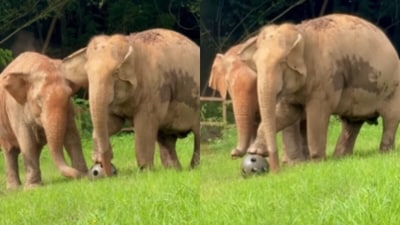 A video of two disabled elephants playing together delighted viewers. (Instagram/lek_chailert)