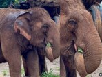 A video of an elephant holding its own trunk while napping touched hearts online.