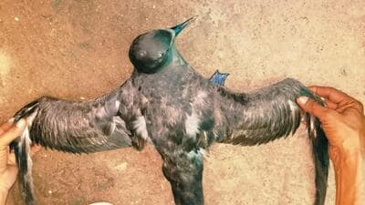 A white pattern on the underwing, a longer bill compared to the short-tailed shearwater, and a long-winged structure were features that helped experts confirm the bird’s identity. (Sourced) A white pattern on the underwing, a longer bill compared to the short-tailed shearwater, and a long-winged structure were features that helped experts confirm the bird’s identity. (Sourced)