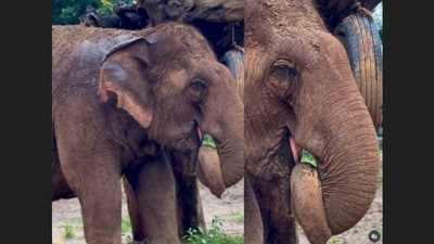 A video of an elephant holding its own trunk while napping touched hearts online. (Instagram/elephantnaturepark) A video of an elephant holding its own trunk while napping touched hearts online. (Instagram/elephantnaturepark)