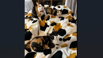 An optical illusion image of camouflaged cats on a blanket puzzled viewers trying to find a hidden fourth cat. (Reddit/Firebird071) An optical illusion image of camouflaged cats on a blanket puzzled viewers trying to find a hidden fourth cat. (Reddit/Firebird071)