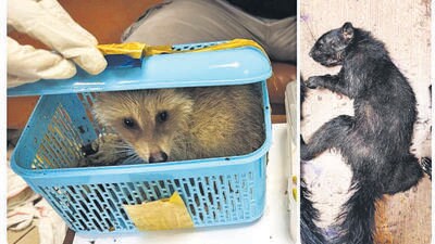 The Customs on July 4 seized racoons, squirrels, and iguanas from a passenger arriving from Bangkok. The Customs on July 4 seized racoons, squirrels, and iguanas from a passenger arriving from Bangkok.