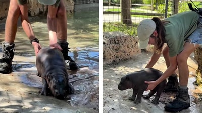 A video shows a baby hippo refusing to get out of water -- until his mom gives him one look (X/@AMAZlNGNATURE) A video shows a baby hippo refusing to get out of water -- until his mom gives him one look (X/@AMAZlNGNATURE)