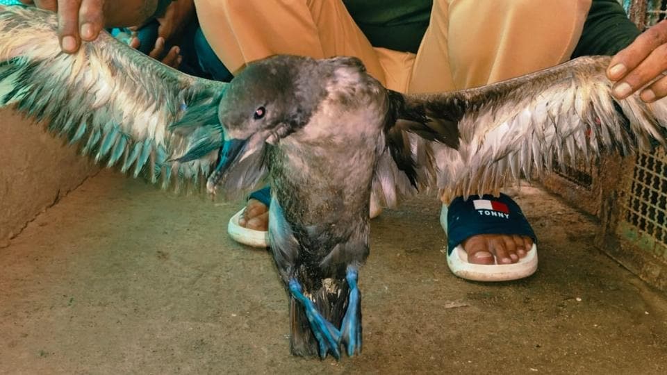 The sooty shearwater breeds in the Southern Hemisphere and migrates to northern oceanic waters during the austral winter. (Sourced) The sooty shearwater breeds in the Southern Hemisphere and migrates to northern oceanic waters during the austral winter. (Sourced)