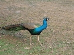 20 peacocks were reportedly found dead in Karnataka. (Pic for representation)