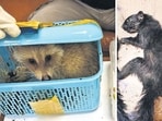 The Customs on July 4 seized racoons, squirrels, and iguanas from a passenger arriving from Bangkok.