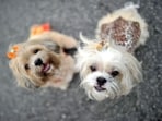 The decision was taken by the PMC’s veterinary department last week. (REPRESENTATIVE PHOTO)