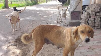 Animal rights activists at the meeting flagged that hospitals to treat animals are only on paper. (Representative photo) Animal rights activists at the meeting flagged that hospitals to treat animals are only on paper. (Representative photo)