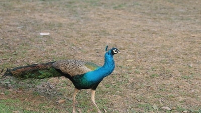20 peacocks were reportedly found dead in Karnataka. (Pic for representation) (Photo: Manoj Verma/HT)