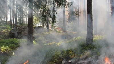 What's on fire in Winter Haven, Florida? Smoke prompts concern among residents (Pixabay - representational image) What's on fire in Winter Haven, Florida? Smoke prompts concern among residents (Pixabay - representational image)
