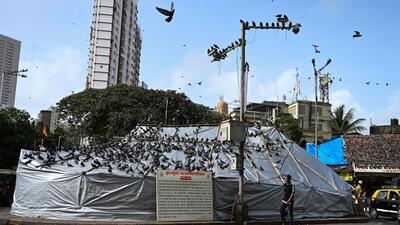 The BMC covered the Dadar Kabutarkhana with a plastic sheet after the Bombay high court banned feeding pigeons in Mumbai. (Raju Shinde/ HT Photo) The BMC covered the Dadar Kabutarkhana with a plastic sheet after the Bombay high court banned feeding pigeons in Mumbai. (Raju Shinde/ HT Photo)