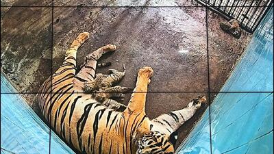 The newborn cubs with their mother. (HT Photo) The newborn cubs with their mother. (HT Photo)