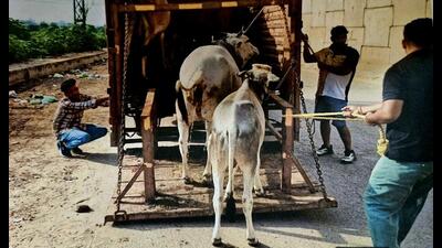 To ensure accountability and tracking, each impounded animal will befitted with a unique ear tag and photographed at the location of capture. (HT) To ensure accountability and tracking, each impounded animal will befitted with a unique ear tag and photographed at the location of capture. (HT)