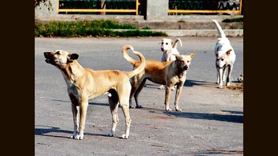 While 373 suspected rabies cases were reported in 2018, only 19 cases have been recorded so far in 2025. Similarly, confirmed rabies cases reduced from 220 in 2018 to just 3 in the current year. (REPRESENTATIVE PIC) While 373 suspected rabies cases were reported in 2018, only 19 cases have been recorded so far in 2025. Similarly, confirmed rabies cases reduced from 220 in 2018 to just 3 in the current year. (REPRESENTATIVE PIC)
