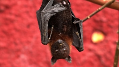 Erica Kahn had noticed multiple bats flying while she took pictures of the night sky, but ignored them. (Representational) Erica Kahn had noticed multiple bats flying while she took pictures of the night sky, but ignored them. (Representational)