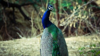 Farmers discovered the carcasses of 20 peacocks -- three males and 17 females -- with the cause of death yet to be determined. (Unsplash/Representational image) Farmers discovered the carcasses of 20 peacocks -- three males and 17 females -- with the cause of death yet to be determined. (Unsplash/Representational image)