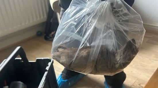 A 22-inch rat was found inside a home in England, prompting horrified reactions (Facebook/@EstonMatters)