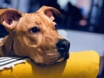 Dog_1754370595362