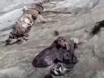 The remains were found in the Lady Meadows area of Palas, Kohistan. The remains were found in the Lady Meadows area of Palas, Kohistan.