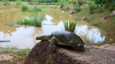 A rescued Indian flapshell turtle. (Vipin Kumar/HT Photo) A rescued Indian flapshell turtle. (Vipin Kumar/HT Photo)