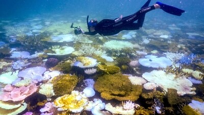 This photo taken on April 5, 2024, shows marine biologist Anne Hoggett inspecting and recording bleached and dead coral around Lizard Island on the Great Barrier Reef, located 270 kilometres (167 miles) north of the city of Cairns. (AFP)