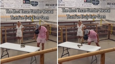 Snippets from a video that shows a gender reveal stunt using a snake. (Instagram/@makynnarenee) Snippets from a video that shows a gender reveal stunt using a snake. (Instagram/@makynnarenee)