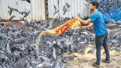 The civic body has been covering all kabutarkhanas in the city with plastic sheets to ensure people do not feed the pigeons. (Satish Bate/HT Photo) (Hindustan Times) The civic body has been covering all kabutarkhanas in the city with plastic sheets to ensure people do not feed the pigeons. (Satish Bate/HT Photo) (Hindustan Times)
