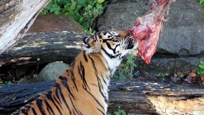 A zoo in Denmark has appealed for healthy, unwanted pets that can be euthanized to feed its predators (Aalborg Zoo) A zoo in Denmark has appealed for healthy, unwanted pets that can be euthanized to feed its predators (Aalborg Zoo)