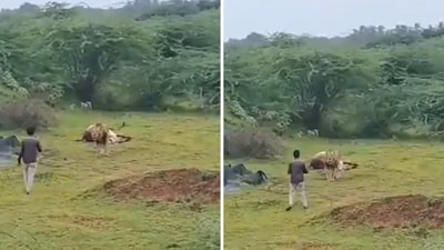 The man holds his phone out in one hand and begins circling the animal, attempting to hide behind the carcass to film the lion. (X/1SanatanSatya)