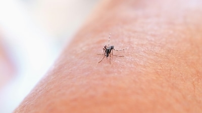 Dengue is a viral infection that spreads from mosquitoes and is common in tropical climates (unsplash)