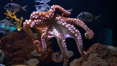 An octopus reportedly attacked a six-year-old boy during an interactive exhibit last month at the San Antonio Aquarium, (Representative image/Unsplash) An octopus reportedly attacked a six-year-old boy during an interactive exhibit last month at the San Antonio Aquarium, (Representative image/Unsplash)