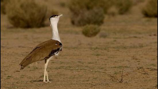 Forest department has arrested six individuals from Great Indian Bustard Bird Sanctuary after being caught hunting protected birds. (HT)