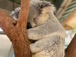 Koala_1738046780626_1754466070271