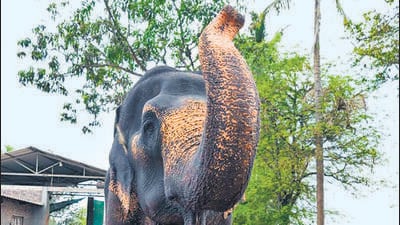 Vantara to set up elephant rehab facility in Kolhapur Vantara to set up elephant rehab facility in Kolhapur