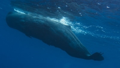 Scientists have warned that blue whales are going silent (Unsplash) Scientists have warned that blue whales are going silent (Unsplash)