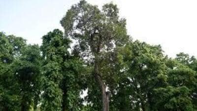 Environmentalists say it lacks teeth and fails to address Punjab’s broader environmental concerns. (HT File) Environmentalists say it lacks teeth and fails to address Punjab’s broader environmental concerns. (HT File)