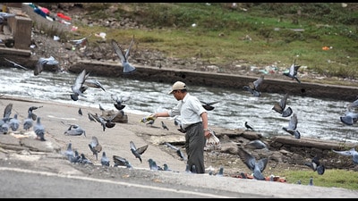 In the seven months from January to July 2025, action was taken against only nine individuals with a total ₹9,500 collected in fines. (REPRESENTATIVE PHOTO) In the seven months from January to July 2025, action was taken against only nine individuals with a total ₹9,500 collected in fines. (REPRESENTATIVE PHOTO)