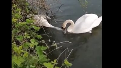 A swan was seen trying to revive its lifeless mate in a viral video, leaving viewers emotional. (X/@susantananda3) A swan was seen trying to revive its lifeless mate in a viral video, leaving viewers emotional. (X/@susantananda3)