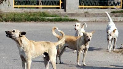 The High Court on May 21 called for a meeting to formulate a policy for the rehabilitation of community dogs at an institutional level