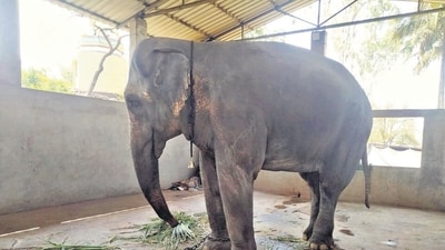 The elephant Mahadevi has been with the Swasthishri Jinsen Bhattarak, a Kolhapur-based trust belonging to the Jain discipline, since 1992. (HT photo) The elephant Mahadevi has been with the Swasthishri Jinsen Bhattarak, a Kolhapur-based trust belonging to the Jain discipline, since 1992. (HT photo)